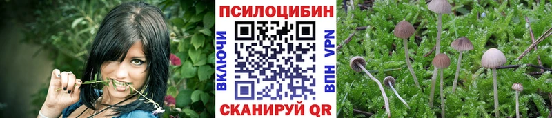 Галлюциногенные грибы Psilocybe  Купить где  Мураши 